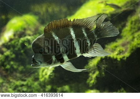 The African Cichlid Lakes Tanganyika (cyphotilapia Frontosa).