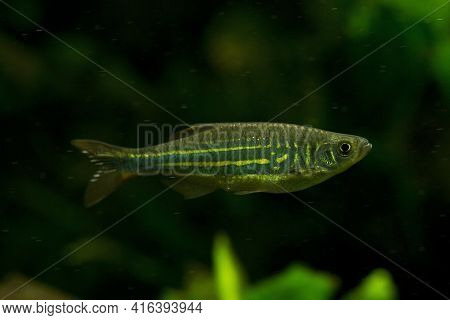 The Malabar Danio (devario Malabaricus) In Aquarium.