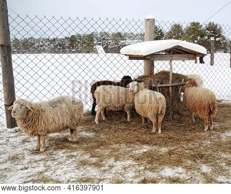 Sheeps Eating Hay During Snowfall In The Winter. Farm In The Middle Urals Near The Village Of Visim 