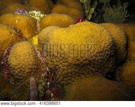 Orbicella Annularis