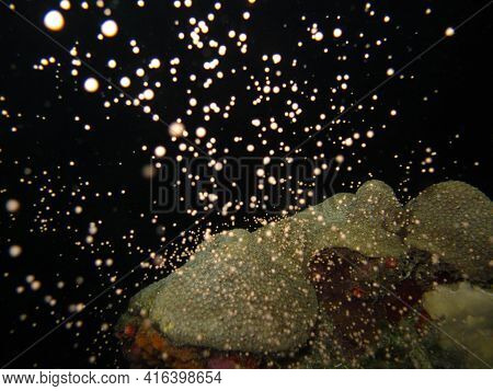Orbicella Faveolata