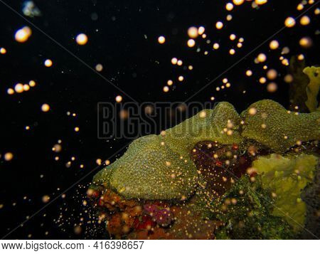 Orbicella Faveolata
