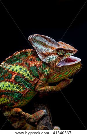 Yemen chameleon