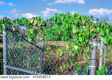 Honeyvine Milkweed Aka Ampelamus Albidus On A Fence.