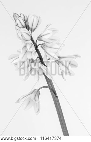 Black And White Image Of A Pushkinia Libanotica Against A White Background