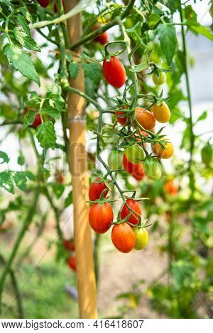 Red Small Cherry Tomato Planting Crop In Greenhouse
