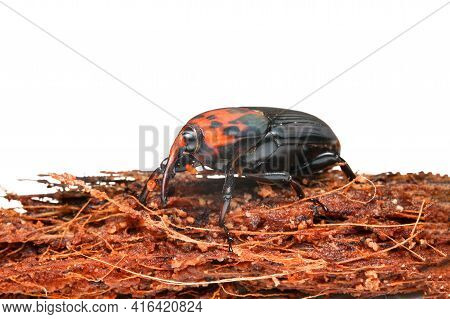Red Palm Weevil Or Red-stripes Palm Weevil On The Coconut Bract. Asian Palm Weevil (rhynchophorus Fe