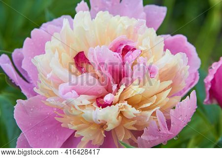 Fragrant Peony Flower Close Up Bloomed. Pink Peonia