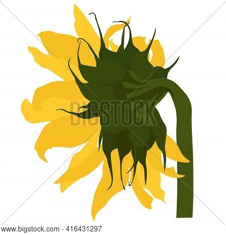 Sunflower Vector Stock Illustration. Yellow Sunflower Flower. Summer Solar Botany. Label For Sunflow