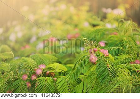 Mimosa Tenuiflora Pink Flowering Beautiful Tree In Cyprus, Copy Space