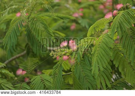 Mimosa Tenuiflora Pink Flowering Beautiful Tree In Cyprus, Copy Space