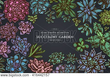 Floral Design On Dark Background With Succulent Echeveria, Succulent Echeveria, Succulent Stock Illu