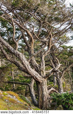 A Tree With Many Curvy Limbs That Are Covered With Rough Bark And Wind-swept Branches To The Left.