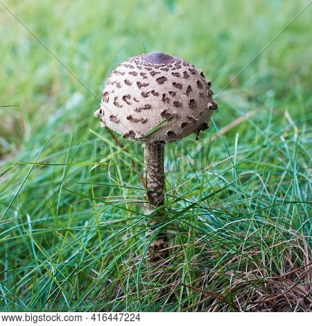Ite Mushroom In Forest. Organic Food In Wild Natural Environment