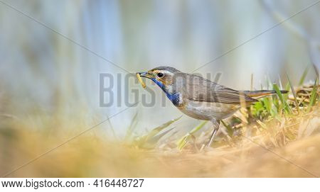 White Spotted Bluethroat Luscinia Svecica Cyanecula On A Reed Stalk