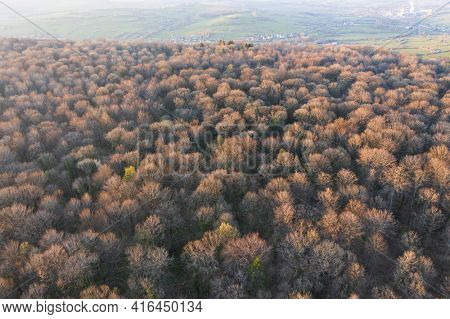 Top view of deciduous tree forest in the beginning of spring