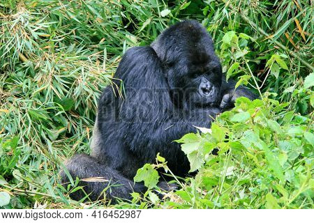 Closeup Portrait Of Endangered Mountain Gorilla (gorilla Beringei Beringei) In Volcanoes National Pa