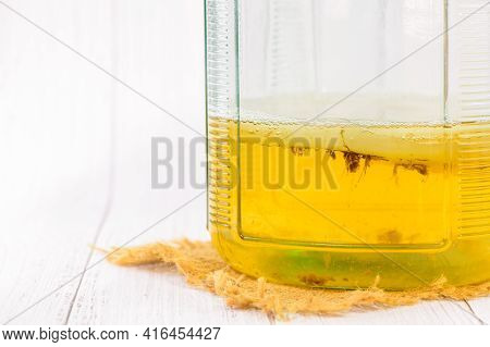 Kombucha Tea With Scoby In The Glass Jar, Healthy Fermented Food, Probiotic Nutrition Drink For Good