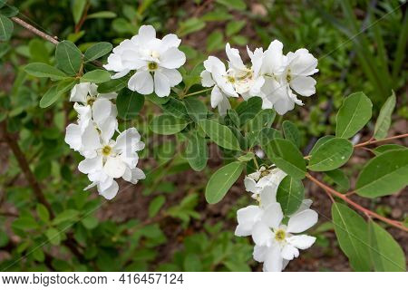 Exochorda X Macrantha Or Pearlbush Plant Branch With White Flower Bunches And Leaves