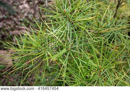 Sciadopitys Verticillata Or Japanese Umbrella Pine Tree Branches