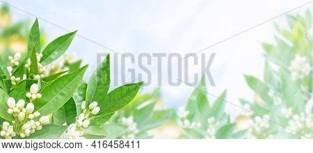 Orange Flowers, Buds, Fruits And Green Leaves On The Spring Blurred Garden Background. Neroli Blosso