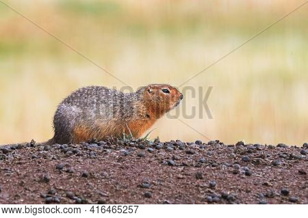 Side View Of A Ground Squirrel Sitting On A Mound.