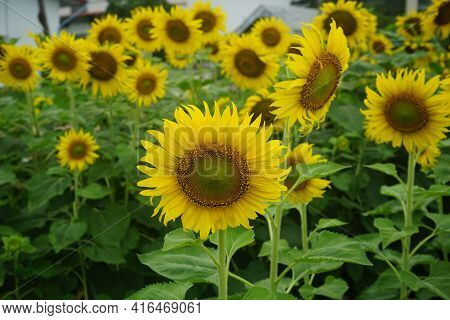 Sunflowers On A Nature Background. Organic Farming, Smallholding, Gardening, Health Concept, Nature 