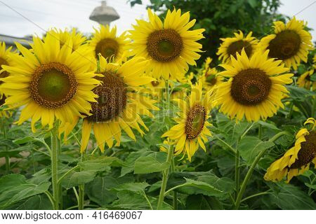 Sunflowers On A Nature Background. Organic Farming, Smallholding, Gardening, Health Concept, Nature 