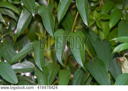 Hedge Of Guaco Leaves Or Witch's Weed (mikania Glomerata Spreng)