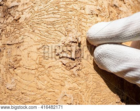 Finger Pointing Insect Tunnels Under Bark. Forester Shows Maps Bitten By Longhorn Beetle Larvae Unde