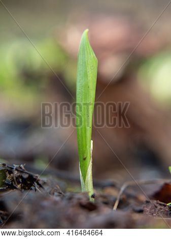The Wild Cowleek Or Ramsons. Young Sprout Of Garlic Bears. Moist Soil After Spring Thaw Is Suitable 