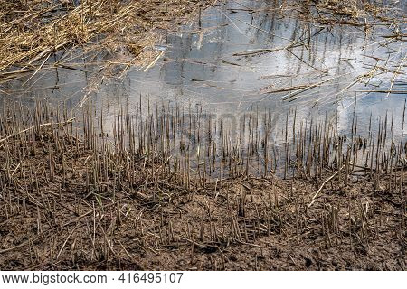 Closeup Of Broken Reed Stems In A Swampy Area Of A Dutch Nature Reserve. It Is Now Spring And New Fr