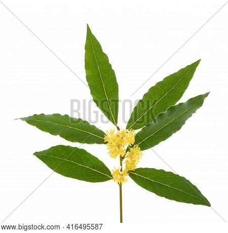 Laurel Branch With Flowers Isolated On White