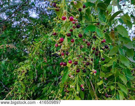 In Gujarat, The Branch Of This Tree Is Brushed By Making A Toothbrush And It Has Very Abstract Benef