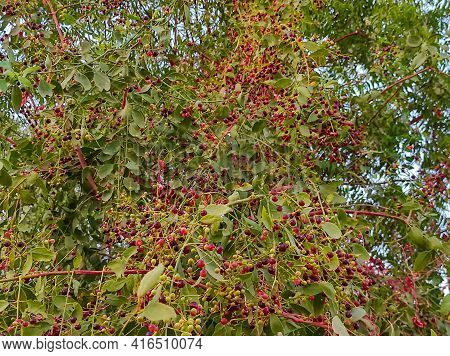 In Gujarat, The Branch Of This Tree Is Brushed By Making A Toothbrush And It Has Very Abstract Benef