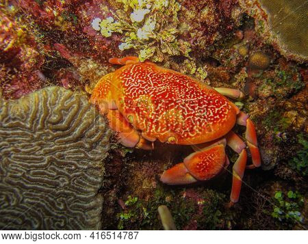 Carpilius Corallinus Crab In Tayrona National Natural Park