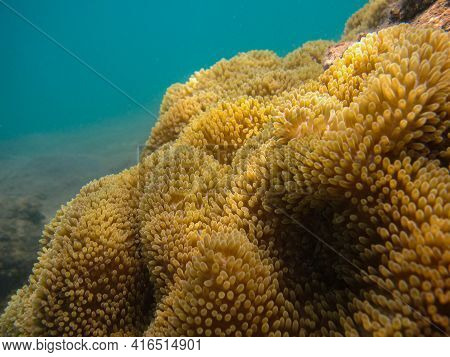Ricordea Florida
