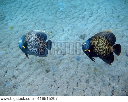 Angelfish Pomacantus Paru In Tayrona National Natural Park