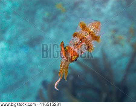 Squid Sepiotheutis Sepioidea In Tayrona National Natural Park