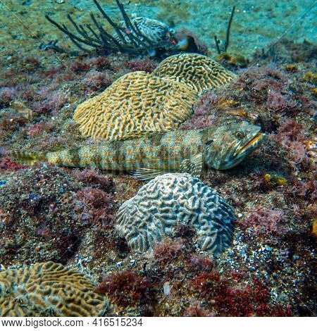 Synodus Intermedius Lizard Fish In Tayrona National Natural Park