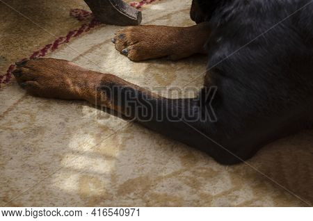 Close-up Of A Rottweiler's Front Paws On The Carpet. Adult Male Dog Lying Inside The Apartment. Sunb