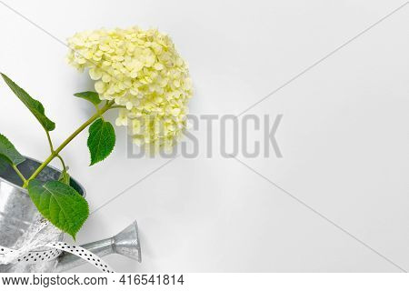 Greeting Card With White Tender Hydrangea For Mother's Day. 
Spring Flowers Concept. Flat Lay Creati