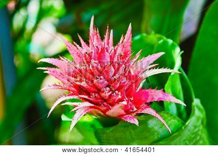 Ananas røde blomster