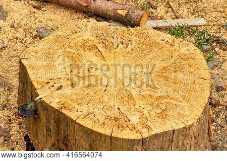 Wood Damaged By Bark Beetle. Cutting Of The Trees, Bark Beetle Calamity, Conifer Tree Logs On Pile I