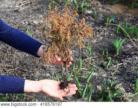 Thuja Arborvitae Problems. Dead, Brown  Young Thuja Emerald With Roots Damaged By Chafer Grubs, The 