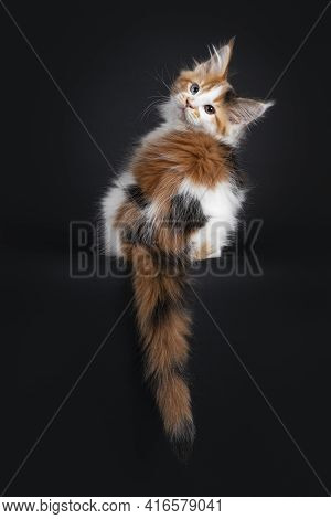 Beautiful Marked Odd Eyed Maine Coon Cat Kitten, Sitting Backwards On Edge. Looking Over Shoulder To