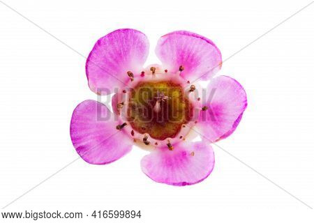 Beautiful Wax Myrtle Flower Isolated On White Background