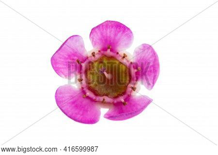 Beautiful Wax Myrtle Flower Isolated On White Background