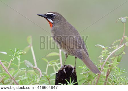 Back View Of Brown Bird With Velvet Red Feathers On Its Chin, Siberian Rubythroat (luscinia Calliope