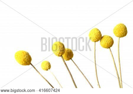 Yellow Craspedia, Billy Balls, Flowers On White Isolated Background. Trend Colors-yellow, Grey. Copy